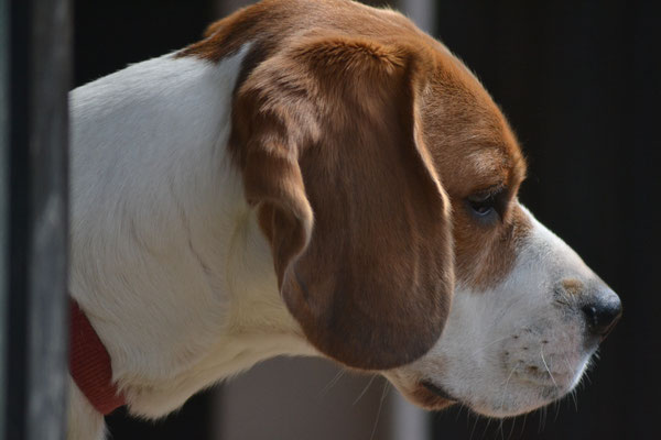 Tom - Beagle Rüde