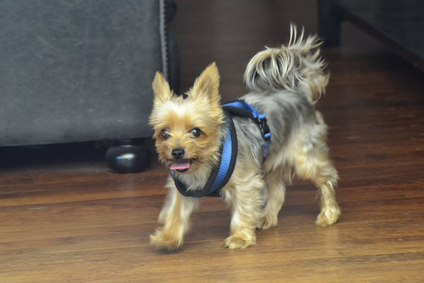 Bobby - Yorkshire Terrier