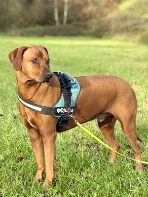 Rhodesian Ridgeback