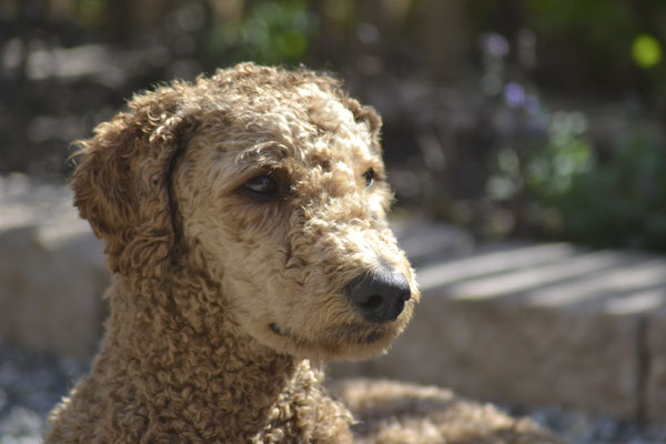 Janosch - Labradoodle