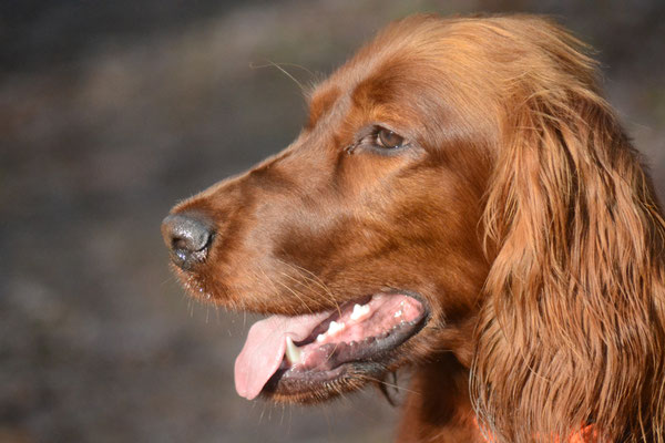 Sansah - Red Irish Setter