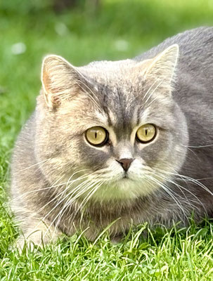BKH Katerchen
