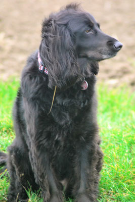 Jimmy - Cocker Spaniel Mischling