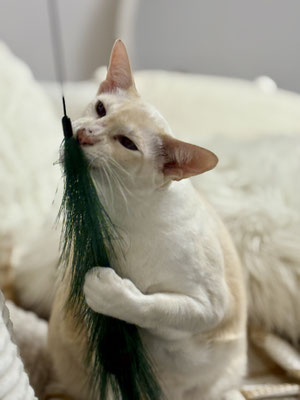 Siamkatze
