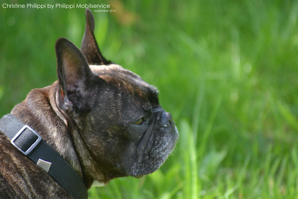 Sammy - French Bulldogge