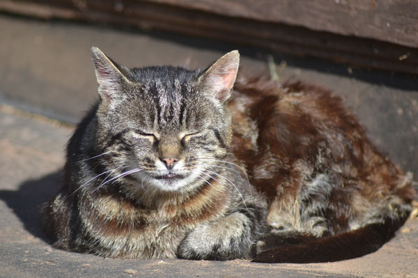 Hofkatze - Überherrn