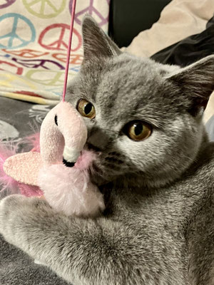 Suki in Saarwellingen
