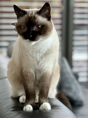 Siamkater Max