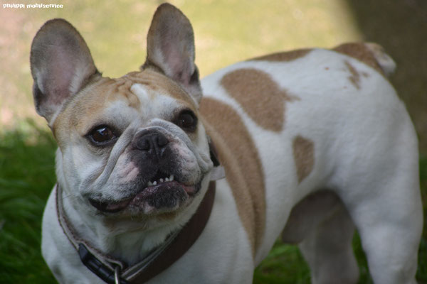 Rocky aus Saarlpouis - French Bulldogge