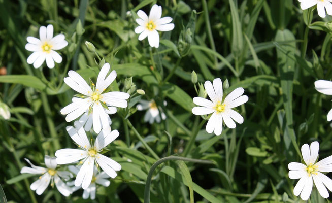 Stellaire holostée - Les Plantes dans tous les sens