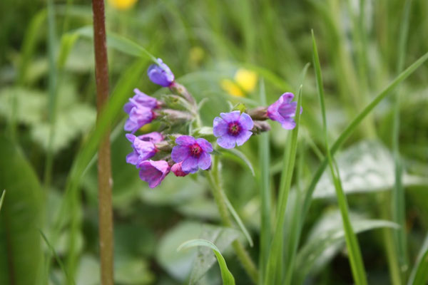 Pulmonaire officinale - Les Plantes dans tous les sens