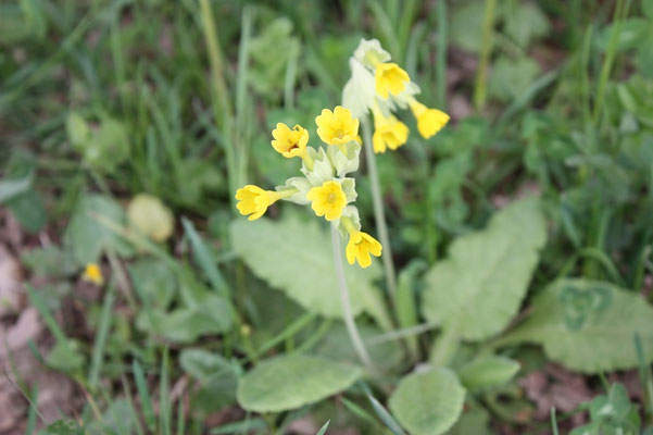 Primevère officinale - Les Plantes dans tous les sens