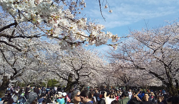 代々木公園の桜は満開です Yoyogiparksjc ページ