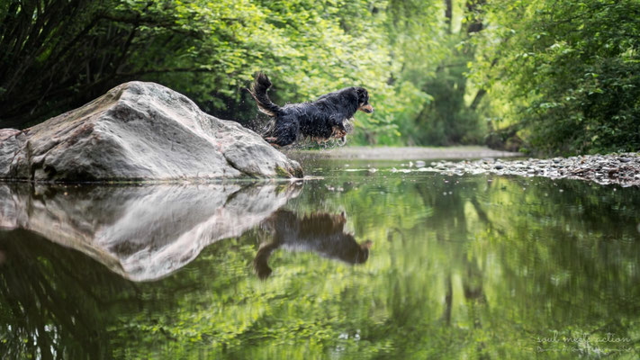 Jump (Shiry, Aussie - Australian Shepherd, 7 Jahre)  - Daniila di Sein Hundefotografie, Actionfotografie