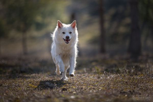 Nuala, Islandhund - Hundefotografie www.daniila-disein.ch