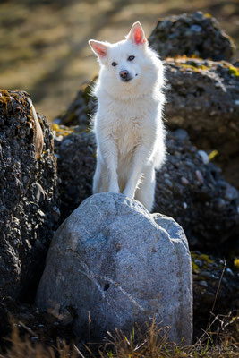 Nuala, Islandhund - Hundefotografie www.daniila-disein.ch