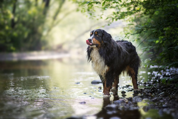 Amigo im Gegenlicht (Berner Sennehnund, 4 Jahre)  - Daniila di Sein Hundefotografie