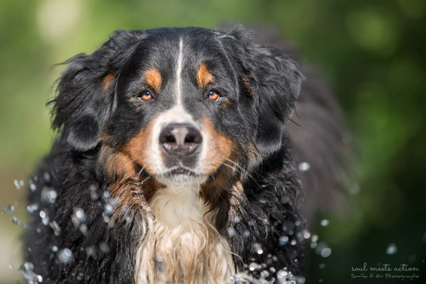 Amigo (Berner Sennehund, 4Jahre) - Daniila di Sein Hundefotografie