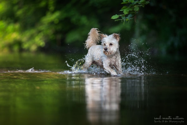 Aebby im Wasser (Terriermischling, 9 Jahre)  - Daniila di Sein Hundefotografie, Actionfotografie