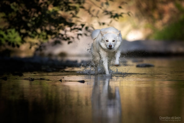 Nuala, Islandhund - Hundefotografie www.daniila-disein.ch