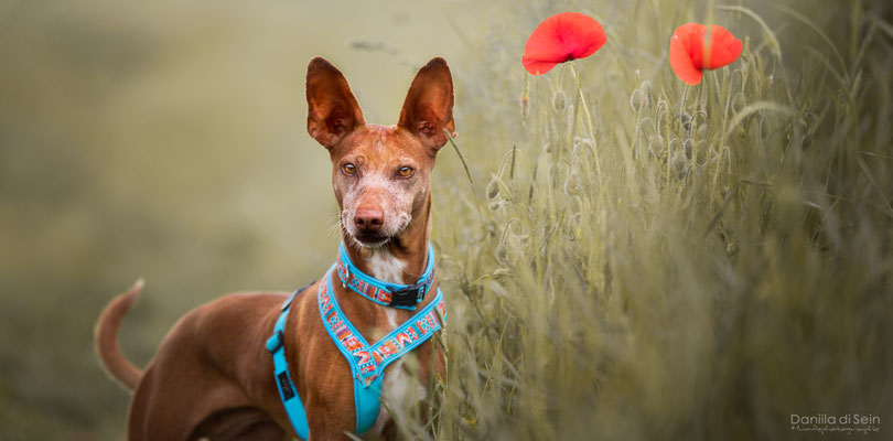 Cana (Podenca, 5 Jahre) - Daniila di Sein Hundefotografie