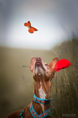 Cana (Podenca, 5 Jahre) - Daniila di Sein Hundefotografie