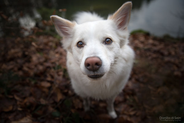 Nuala, Islandhund - Hundefotografie www.daniila-disein.ch