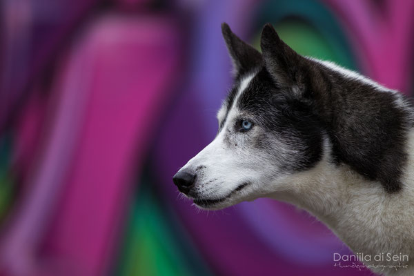 Lotus (Husky)