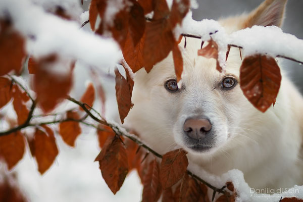 Nuala, Islandhund - Hundefotografie www.daniila-disein.ch