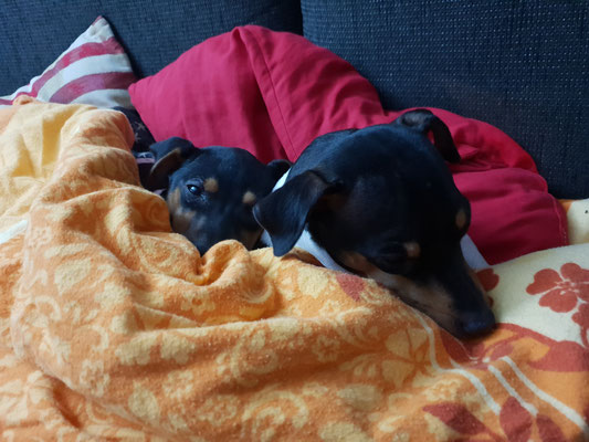 05.02.2019 - und hier wird zusammen gekuschelt