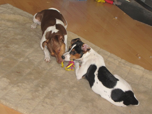 31.03.2013 mal wieder mir Cesar am spielen