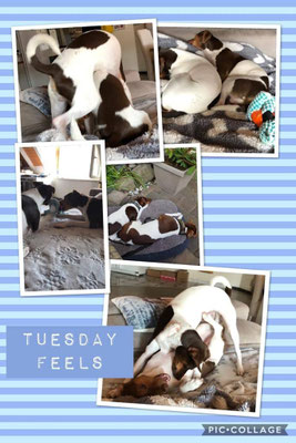 31.05.2019 - Duke und Duffy!