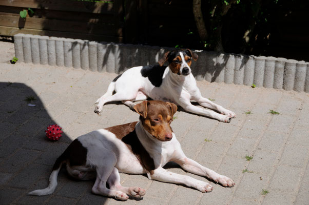 18.05.2014 - Mayla mit Eiko, beten mal wieder die Sonne an ;-)