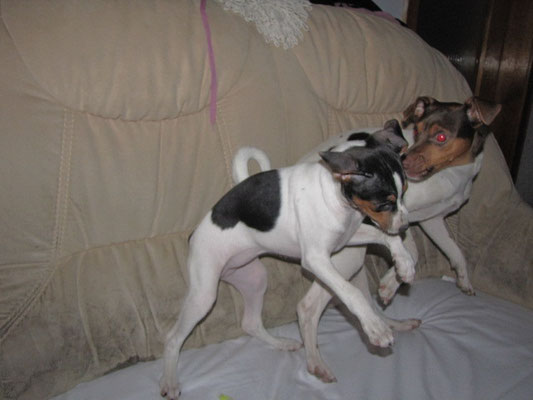 03.02.2013 - Cleo und Mayla verstehen sich brima