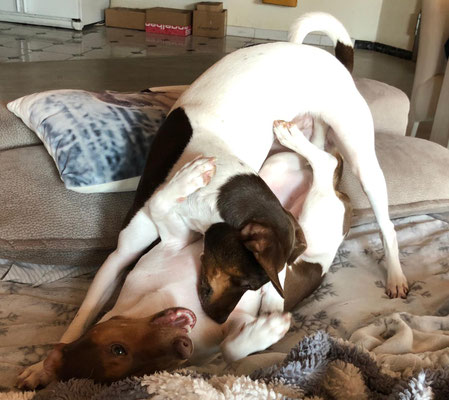25.05.2019 - Duffy und Duke beim spielen