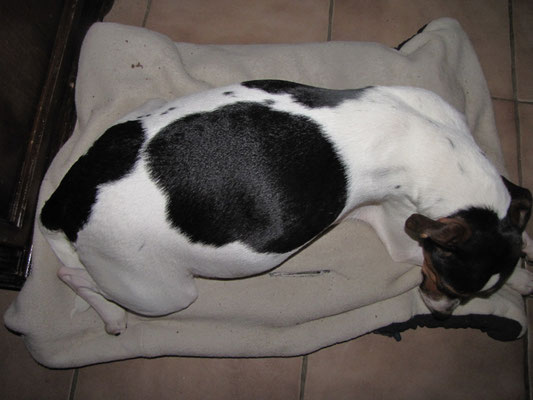 20.01.2015 - unsere dicke Mayla am 57.Tag der Schwangerschaft