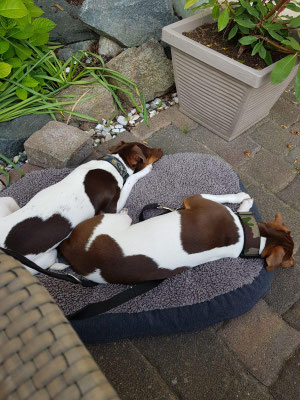 25.05.2019 - Duffy und sein Bruder Duke