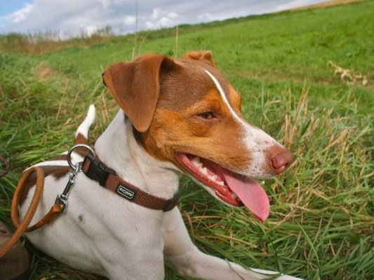 Feb./März 2016 - ist Pepe nicht ein schöner Hund geworden?