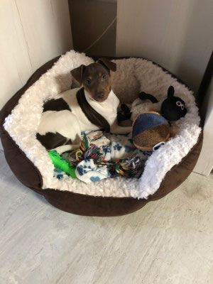 13.01.2019 - Duke bunkert alle seine Spielsachen in seinem Körpchen