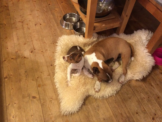 01.04.2015 - Aimy + Freundin
