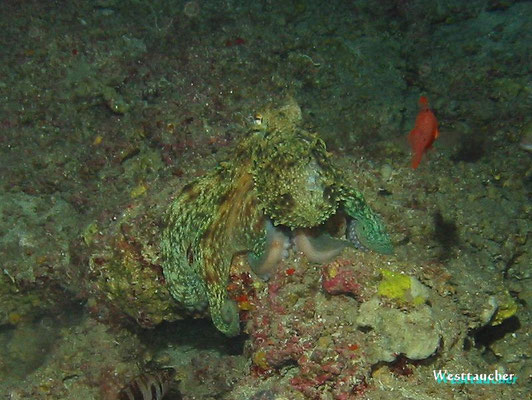 Octopus in den St. Marija Caves