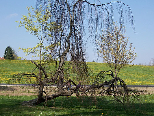 Ottobeuren: Kurpark (Liegender Baum)