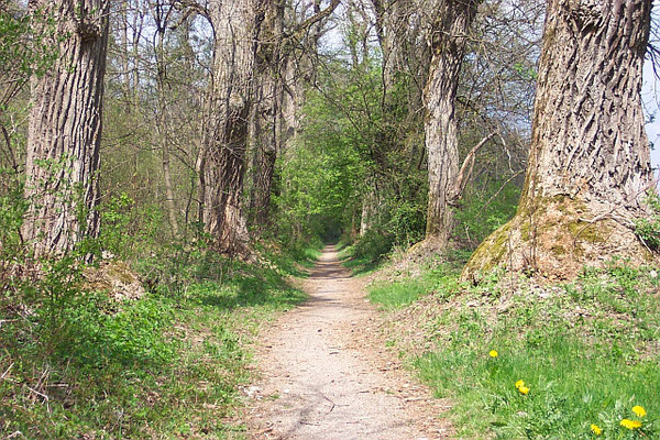 Memmingen-Volksratshofen: Schloss Illerfeld (Tulpenbaumallee)