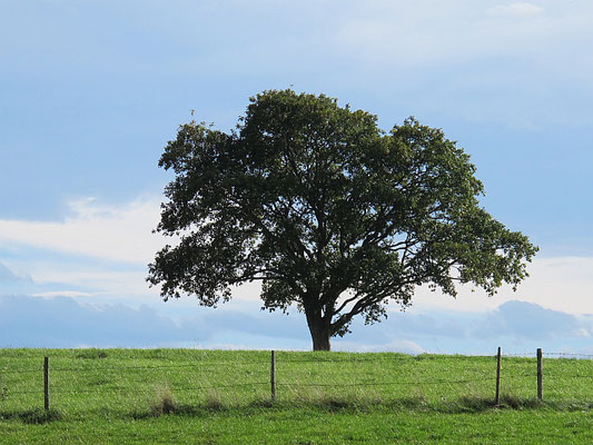 Bad Grönenbach-Herbisried: Kornhofen (Baum)