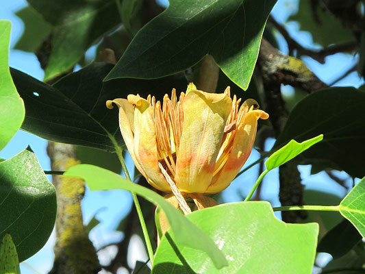 Wolfertschwenden-Niederdorf: Friedhof (Tulpenbaumblüte)