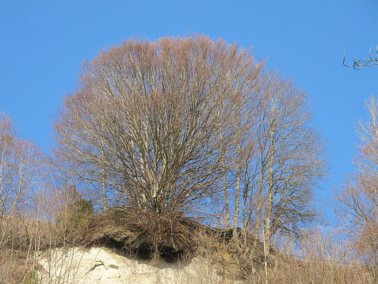 Bad Grönenbach-Rothenstein: Illerschleife (Buche)