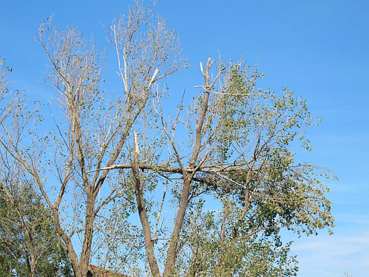 Bad Grönenbach - Wolfertschwenden: Hagelschäden