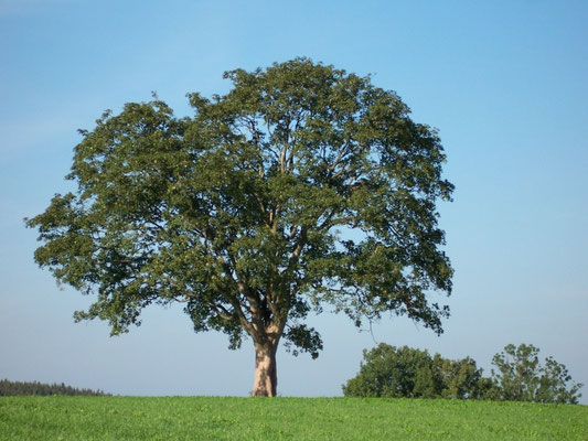 Bad Grönenbach-Herbisried: Kornhofen (Baum)