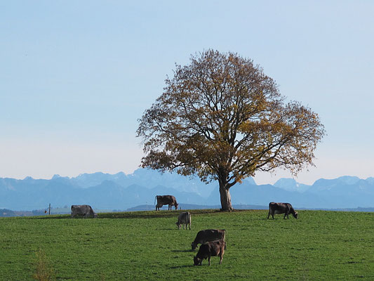 Bad Grönenbach-Herbisried: Kornhofen (Baum)