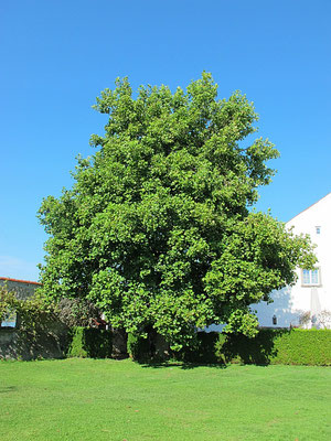 Wasserburg (Bodensee): Schlossgarten mit Tulpenbaum